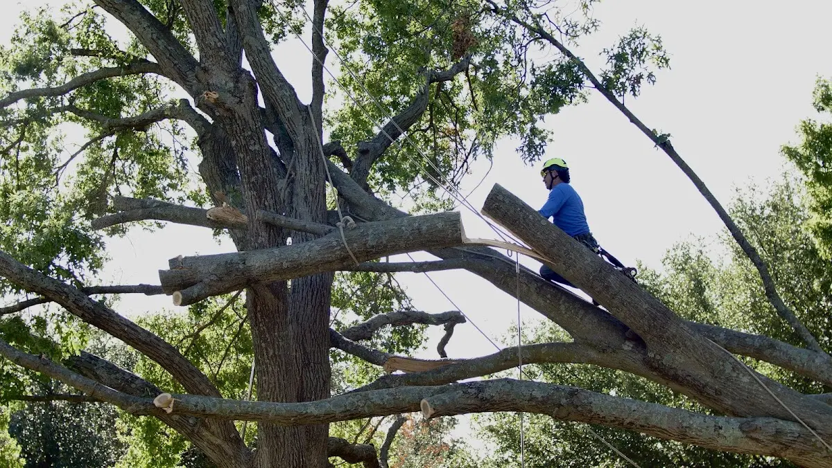 Professional Hazardous Tree Removal performed by certified arborists in Manter