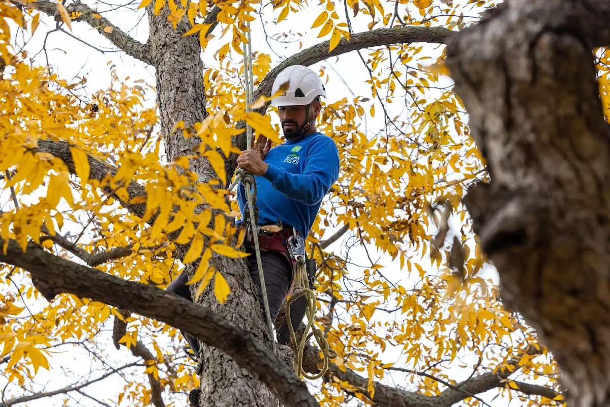 Skilled Tree Pruning crew working in Manter