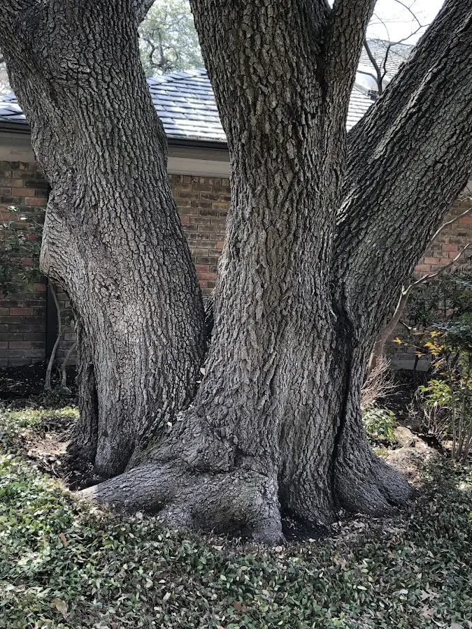 Mature heritage tree close to a Manter property cared for by certified arborists